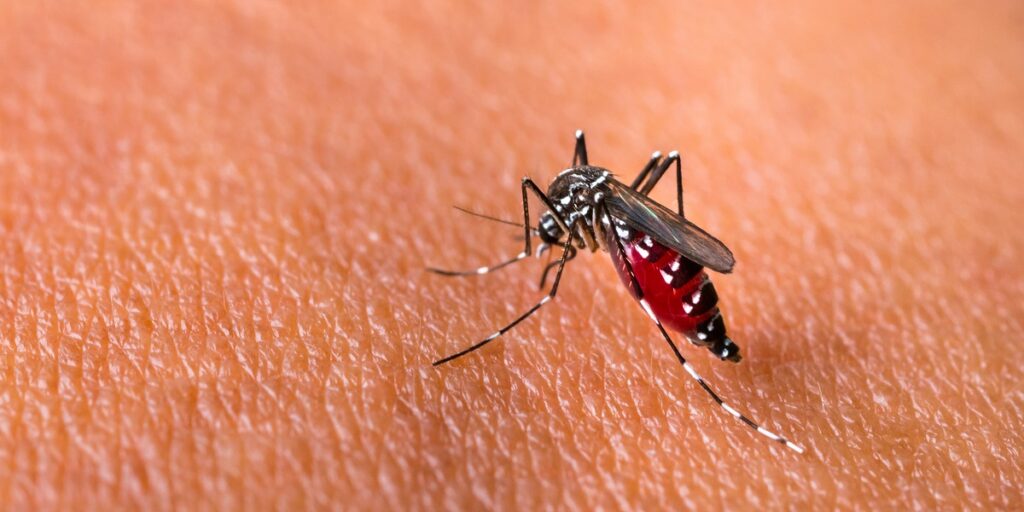 Week 24: anti-muggenverf