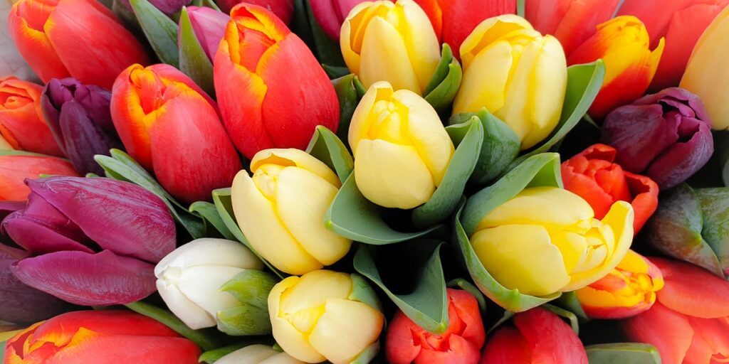 week 9 tulpenfonds